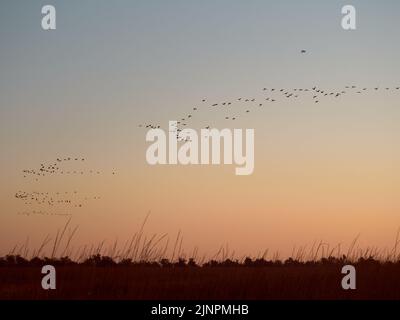 Cormorani del gregge che volano durante l'alba su Kinburn Spit, Mykolaiv Oblast, Ucraina. Foto Stock