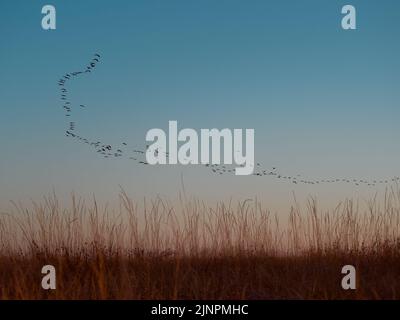 Cormorani del gregge che volano durante l'alba su Kinburn Spit, Mykolaiv Oblast, Ucraina. Foto Stock