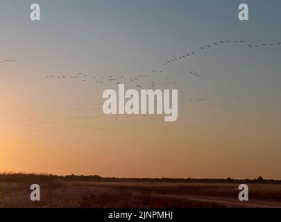 Cormorani del gregge che volano durante l'alba su Kinburn Spit, Mykolaiv Oblast, Ucraina. Foto Stock