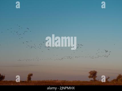 Cormorani del gregge che volano durante l'alba su Kinburn Spit, Mykolaiv Oblast, Ucraina. Foto Stock