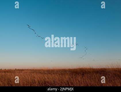 Cormorani del gregge che volano durante l'alba su Kinburn Spit, Mykolaiv Oblast, Ucraina. Foto Stock