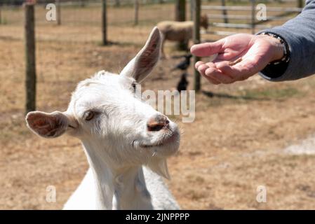 Capra in attesa di ottenere i ossequi Foto Stock