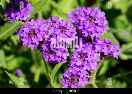 Verbena rigida 'Santos', primo piano dei fiori Foto Stock