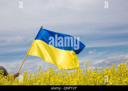 La grande bandiera gialla e blu dell'Ucraina batte sullo sfondo del paesaggio di campi di colza e cielo fioriti. Orgoglio, patriottismo. L'Indep. Dell'Ucraina Foto Stock