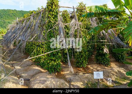 Kampot. Cambogia. Provincia di Kampot. Intorno a Kampot. Piantagione, agro turismo e produzione di Kampot pepe Foto Stock