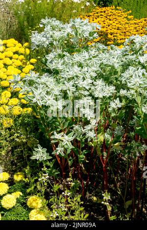Euphorbia marginata 'Kilimanjaro', letto di fiori, Tagetes, giallo arancione bianco, letto di fiori, Marigolds Rudbeckia Foto Stock