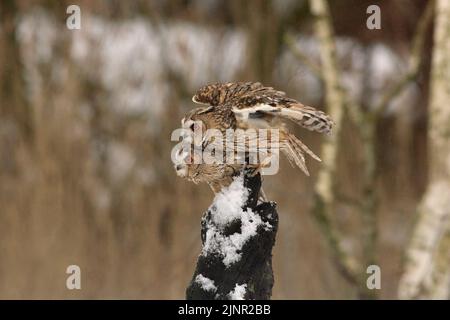 Il gufo dalle orecchie lunghe (Asio otus) è una specie di gufo medio-sequestrato. Ha occhi rossi e arancioni luminosi e caccia soprattutto al crepuscolo o di notte. Foto Stock