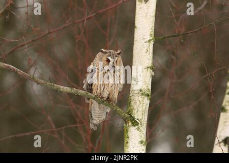 Un gufo dalle orecchie lunghe (Asio otus) sta ruggendo in un albero coperto di neve, mentre in allarme per i rumori circostanti. Foto Stock