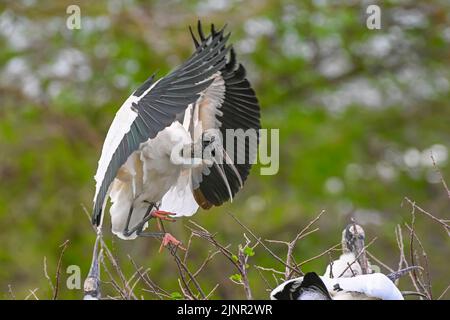 Cicogna di legno (Mycteria americana). Un rookery in Wakodahatchee Wetlands, Palm Beach County, Florida Foto Stock