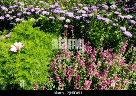 Piante miste di Annuals e perenni, letto di fiori, astro messicano, cosmo bipinnatus, China Aster, Callistephus chinensis, Salvia viridis 'Domenica rosa' Foto Stock