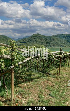 Vigneto al Lago di Caldaro o Kalterer See, Alto Adige, Italia Foto Stock