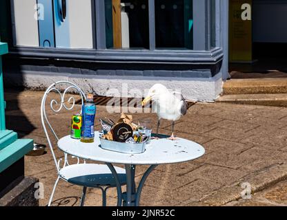 Penzance, Cornovaglia, 13th agosto 2022, Un gabbiano mangia i resti di un pasto fuori da una tavola. La temperatura è stata di 29C e continua ad essere caldo per il resto del weekend, l'allarme meteo estremo rimane in atto. Per aggiungere a questo il sud-ovest con altre parti del paese ora ufficialmente hanno conditions.Credit di siccità: Keith Larby/Alamy Live News Foto Stock