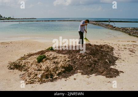 L'uomo su una spiaggia pulisce grandi quantità di alghe sargassum a Puerto Aventuras Quintana Roo, Messico, nell'agosto del 2022. Foto Stock