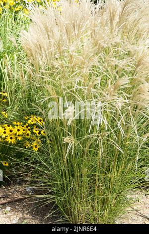 Miscanthus, Hardy, Perennial, pianta, Giardino, Miscanthus sinensis 'Werner Neufliess' Foto Stock