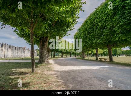 Un viale alberato scolpito che gira a destra, Chateau de Chombard, Francia Foto Stock