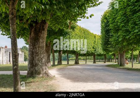 Un viale alberato scolpito che gira a destra, Chateau de Chombard, Francia Foto Stock