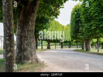 Un viale alberato scolpito che gira a destra, Chateau de Chombard, Francia Foto Stock