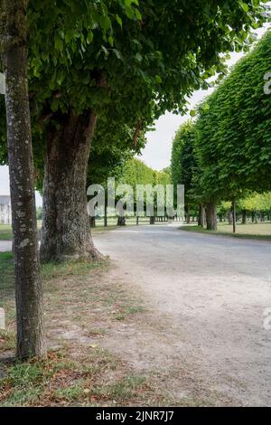 Un viale alberato scolpito che gira a destra, Chateau de Chombard, Francia Foto Stock