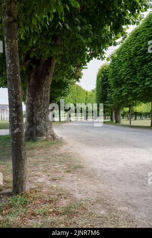 Un viale alberato scolpito che gira a destra, Chateau de Chombard, Francia Foto Stock