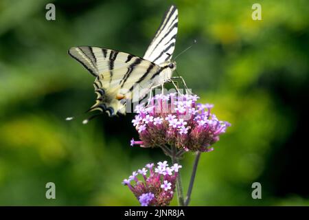 Verbena Flower Butterfly, Iphiclides podalirius, scarso Swallowtail Butterfly Feeding Nectar Verbena bonariensis Foto Stock