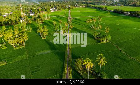 Vista aerea dei campi di riso, Aceh, Indonesia. Foto Stock