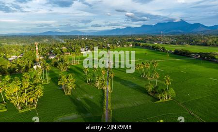 Vista aerea dei campi di riso, Aceh, Indonesia. Foto Stock