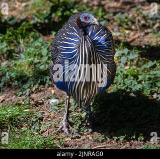 Ritratto della guineafowl di Vulturine (Acryllium vulturinum). È la più grande specie esistente di guineafowl. Foto Stock