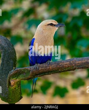 Il rullo dalle ventre blu (Coracias cyanogaster), un uccello colorato originario dell'Africa occidentale Foto Stock