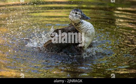 L'anatra brasiliana flaps le sue ali causando l'acqua a spruzzi in tutte le direzioni Foto Stock