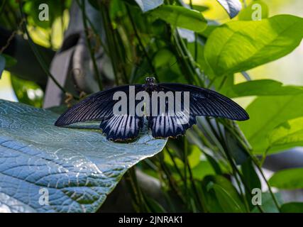 Scarlet a coda di rondine o Scarlet Mormone butterfly (Papilio rumanzovia) sulla lamina Foto Stock