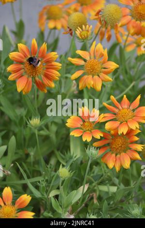 Fiore in fiore Gaillardia Mesa Peach o Gaillardia x grandiflora Mesa Peach (fiore coperta) Foto Stock