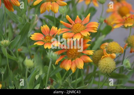 Fiore in fiore Gaillardia Mesa Peach o Gaillardia x grandiflora Mesa Peach (fiore coperta) Foto Stock