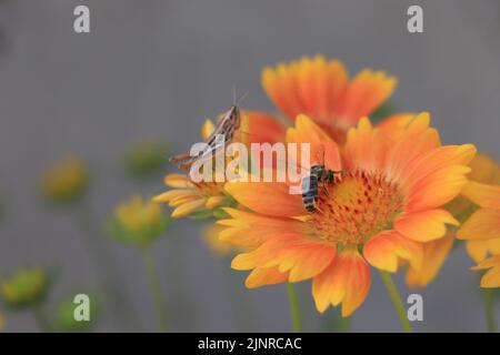 Calliptamus italicus sul fiore in fiore Gaillardia Mesa Peach Foto Stock