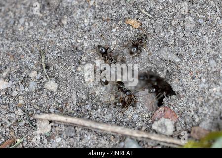 Formiche nere che escono dal loro nido, anhills nella terra. Foto Stock