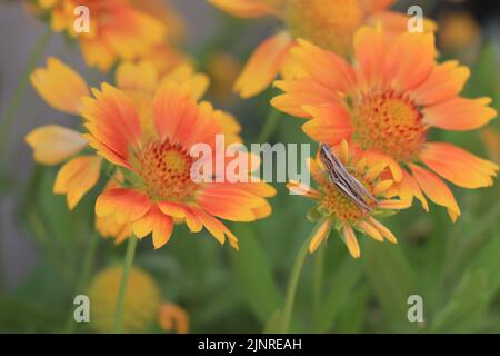 Calliptamus italicus sul fiore in fiore Gaillardia Mesa Peach Foto Stock