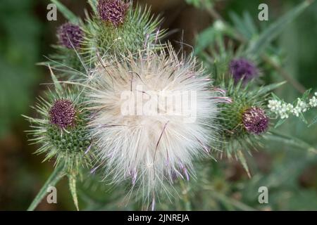 Dettaglio primo piano di un panpus di teste di semi di pelo di piume su un Thistle Spear (vulgare di Cirsium) Foto Stock