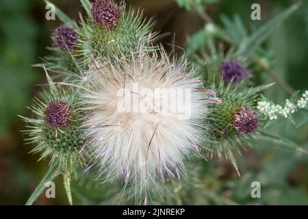 Dettaglio primo piano di un panpus di teste di semi di pelo di piume su un Thistle Spear (vulgare di Cirsium) Foto Stock