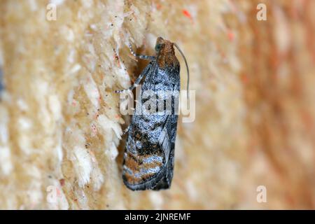 Pine Bud Moth (Pseudococcyx turionella), i pilastri sono pesti di pini nelle foreste e nei giardini. Foto Stock