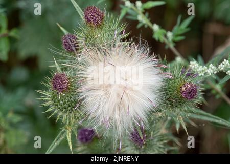 Dettaglio primo piano di un panpus di teste di semi di pelo di piume su un Thistle Spear (vulgare di Cirsium) Foto Stock