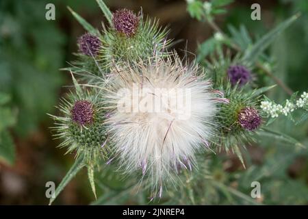 Dettaglio primo piano di un panpus di teste di semi di pelo di piume su un Thistle Spear (vulgare di Cirsium) Foto Stock