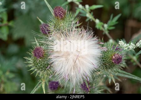 Dettaglio primo piano di un panpus di teste di semi di pelo di piume su un Thistle Spear (vulgare di Cirsium) Foto Stock