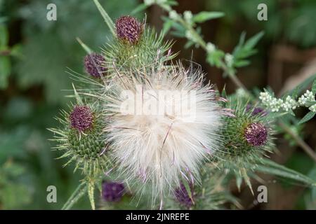 Dettaglio primo piano di un panpus di teste di semi di pelo di piume su un Thistle Spear (vulgare di Cirsium) Foto Stock