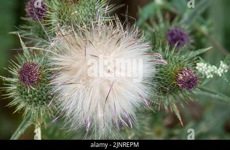 Dettaglio primo piano di un panpus di teste di semi di pelo di piume su un Thistle Spear (vulgare di Cirsium) Foto Stock