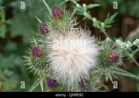 Dettaglio primo piano di un panpus di teste di semi di pelo di piume su un Thistle Spear (vulgare di Cirsium) Foto Stock