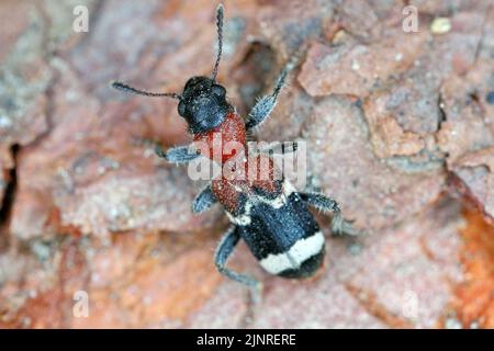 Il coleottero formico - Thanasimus formicarius, noto anche come cleride europeo dalla ribellione rossa. Foto Stock