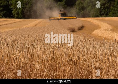 Guiting Power, Cheltenham, Inghilterra, Regno Unito. 2002. Primo piano della crescita della segale sullo sfondo di una mietitrebbia che mieteva il prodotto. Foto Stock