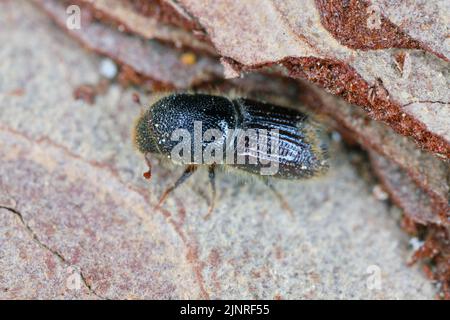 Dettaglio di un coleottero di corteccia (Scolytidae, Scolytinae) su superficie di legno. Foto Stock