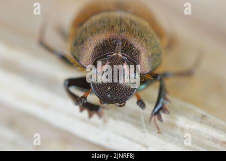 Un fuoco basso di un coleottero di sterco (Onthophagus coenobita). Foto Stock