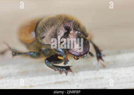 Un fuoco basso di un coleottero di sterco (Onthophagus coenobita). Foto Stock
