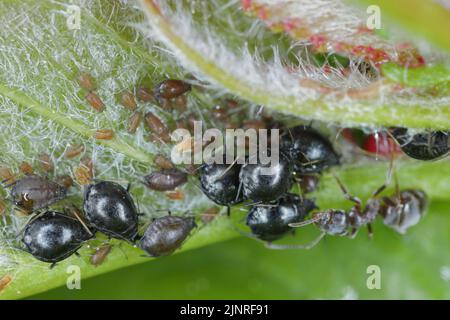 Cherry Blackfly Myzus cerasi primo piano di afidi sul lato inferiore della foglia di ciliegia. Foto Stock